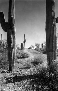 Saguaro National Park
