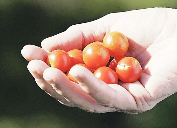 labor of love bears fruit  