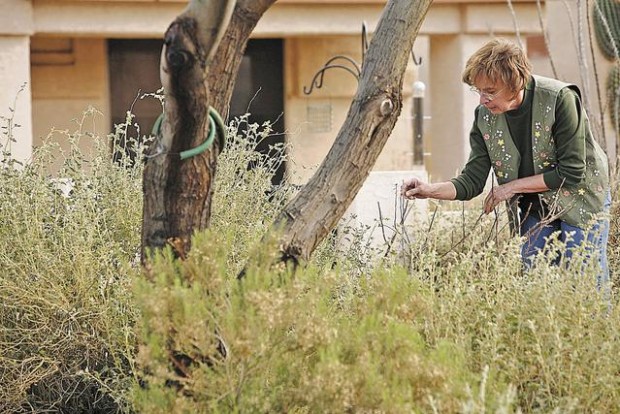 A wildflower by any other name could be a weed  