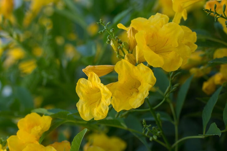 Tecoma stans shrub