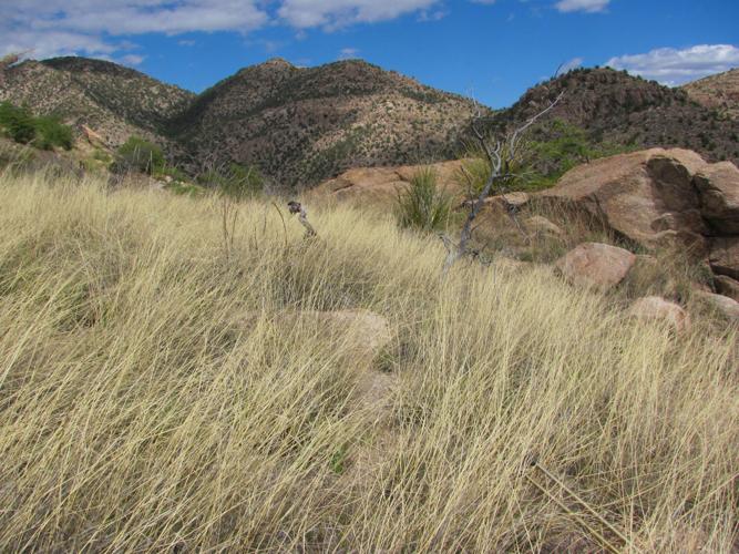 Trails on the eastern slopes of the Santa Catalina Mountains
