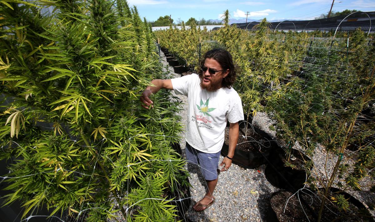 Marijuana plants (copy)