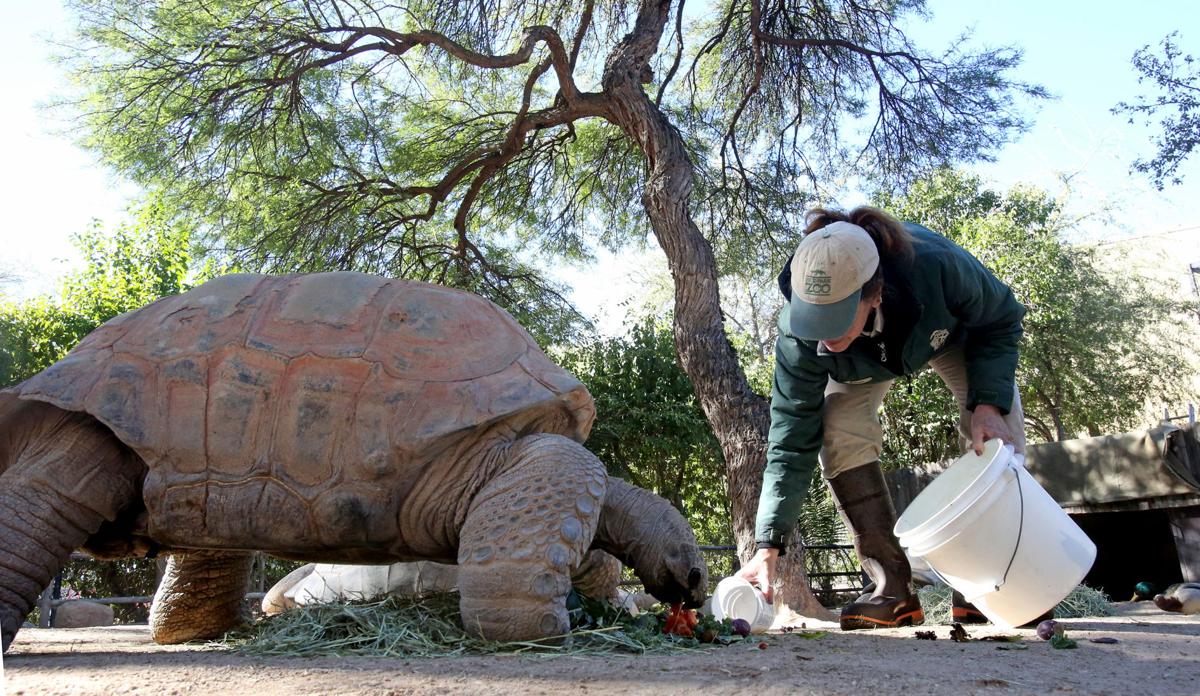 Reid Park Zoo Animal Series