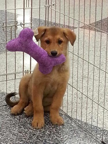 Adopt A Friend: William