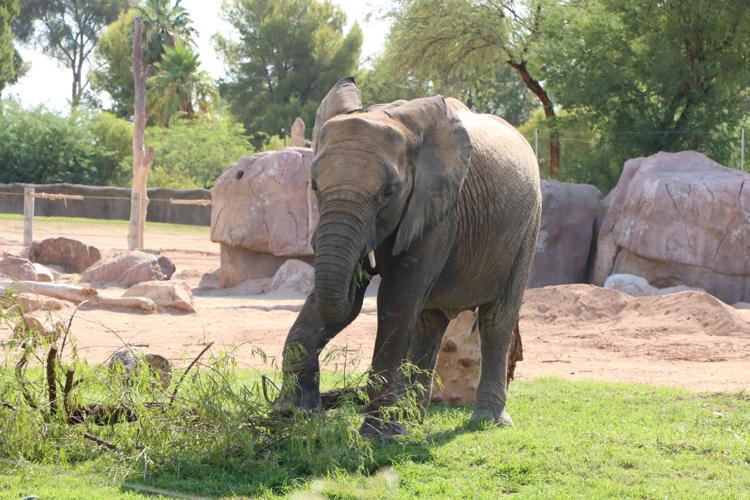 Elephant Penzi Browse.JPG