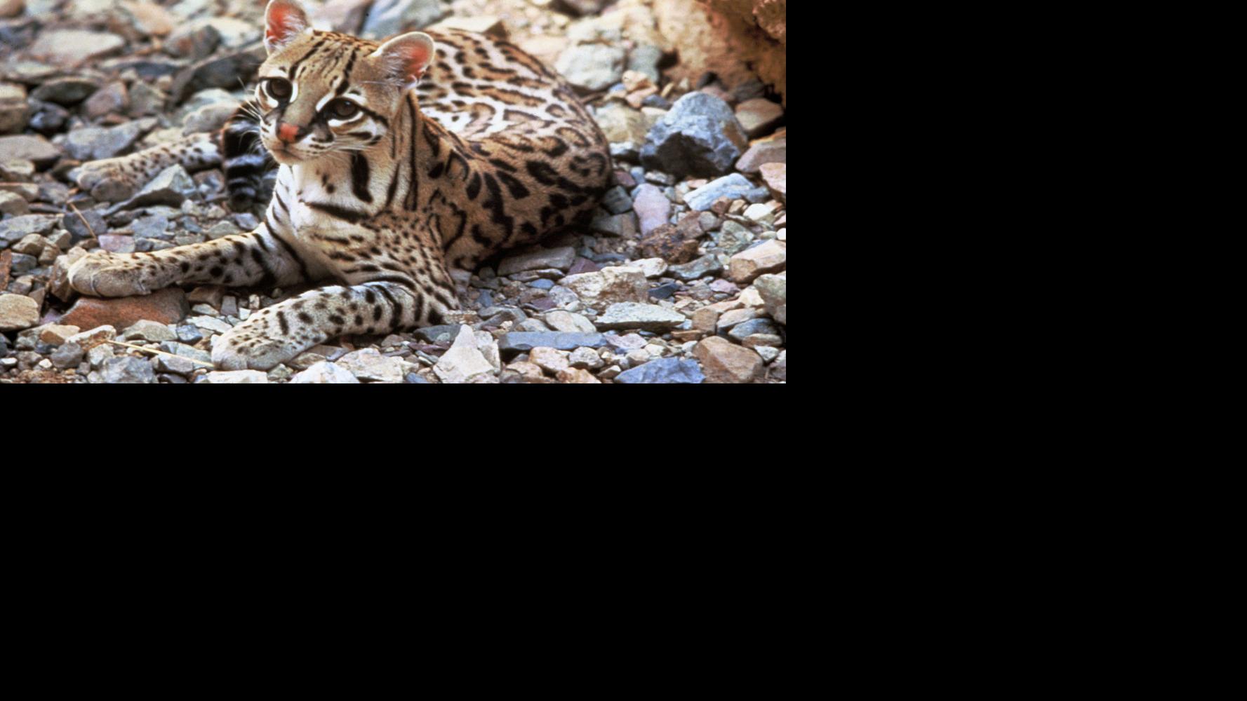 Environmental groups seek to block predator trapping that could harm ...