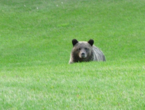 Grizzly populations