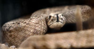 10 tips for surviving rattlesnake season in Tucson