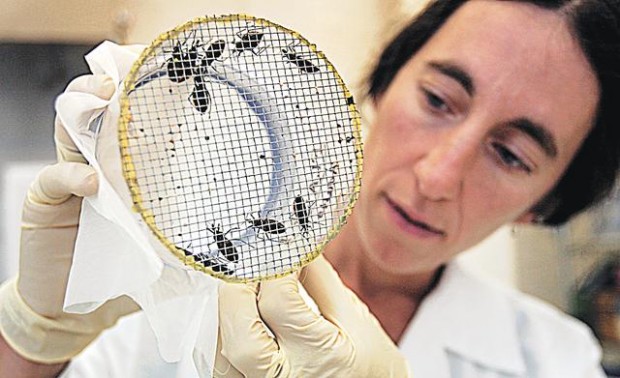 Got kissing bugs? UA will take all you have  