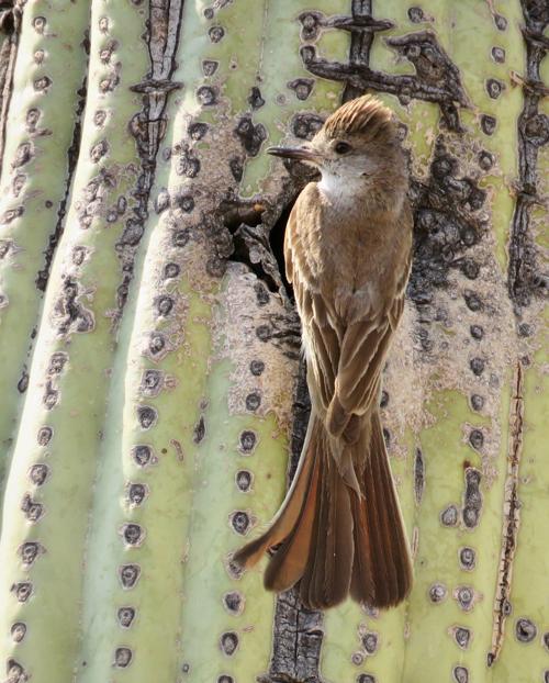 Brown-crested flycatcher