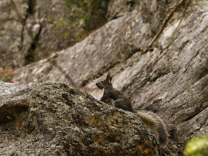 Squirrel