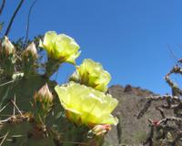Yellow prickly pear flowers