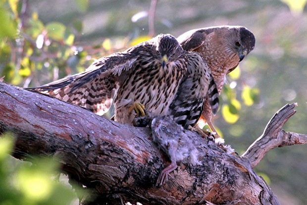 Photographer follows family's journey   