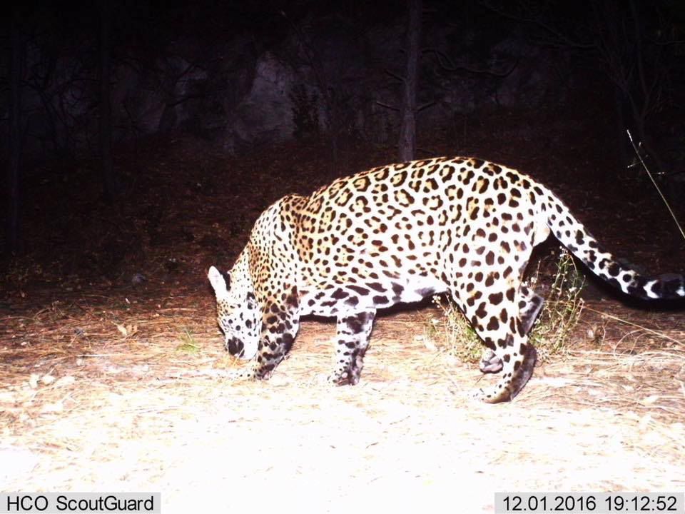 Jaguars could return to the US Southwest—but only if they have pathways to  move north