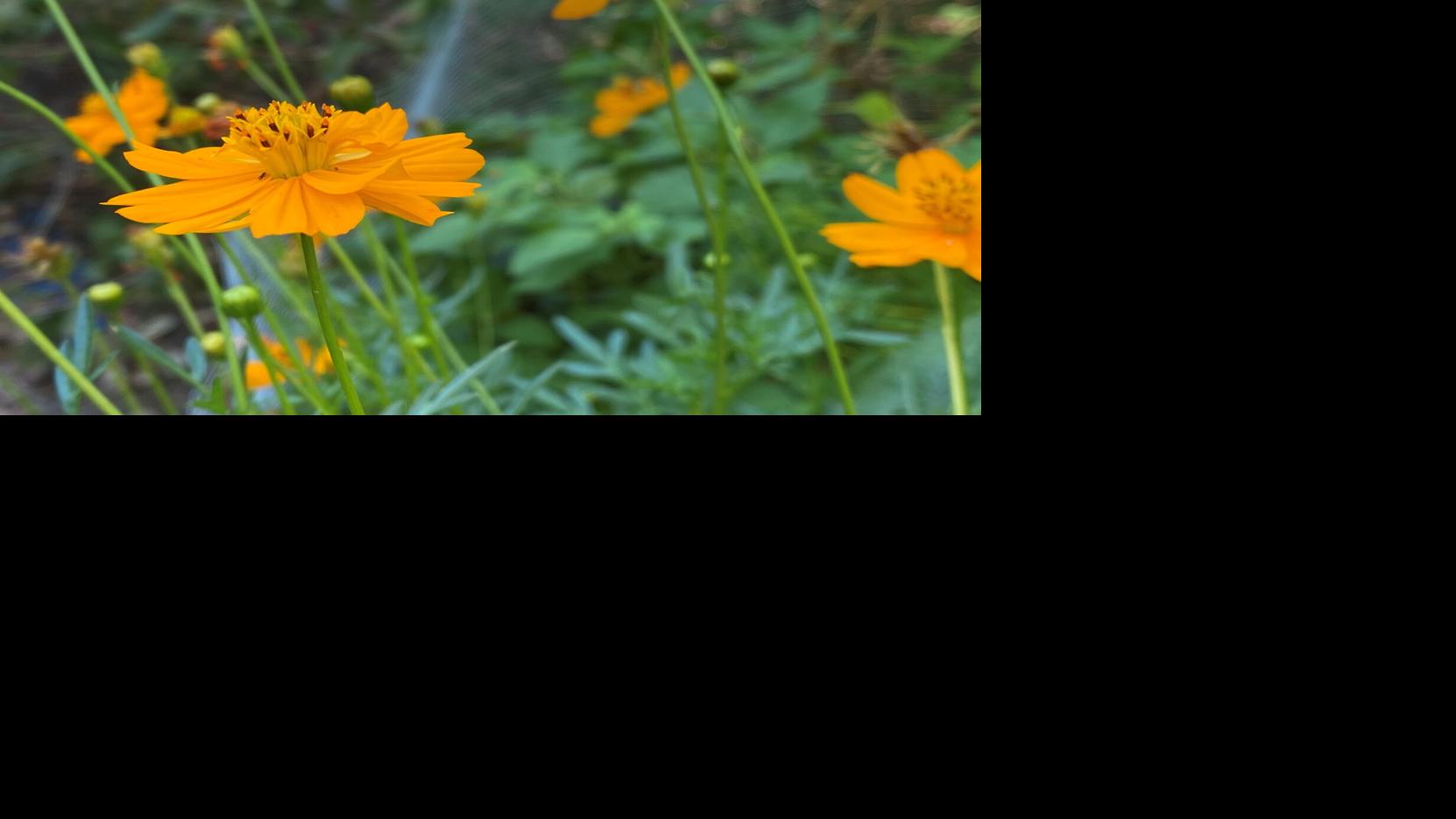Cosmos is great for Arizona native bees Homegardening