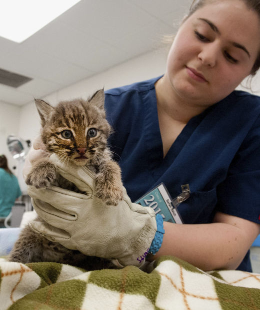 Animal shots of the week