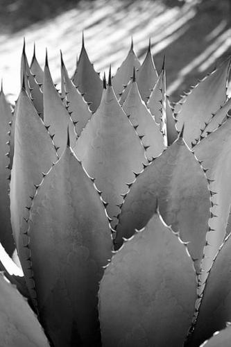 Agaves perfect for arid gardens  