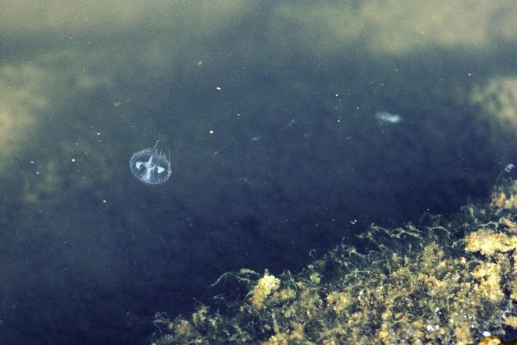 Freshwater jellyfish