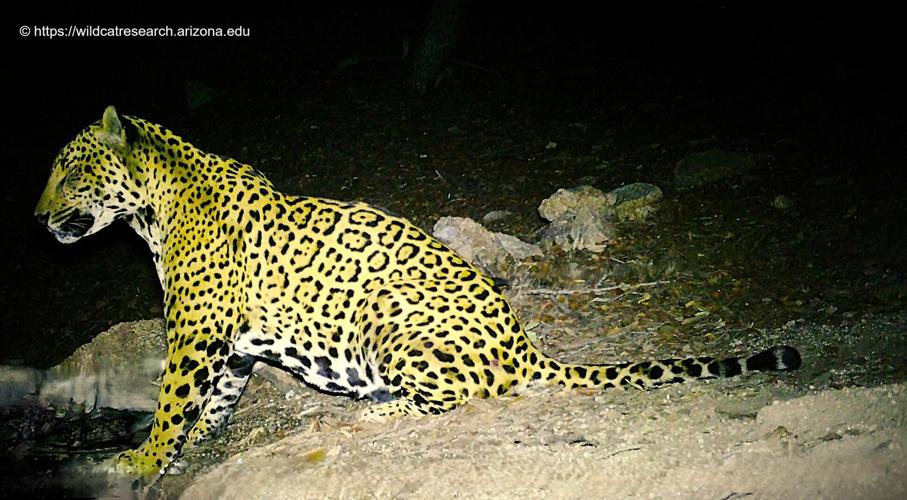 BioBlitzers catalog wildlife in U.S., Mexico as walls go up along border
