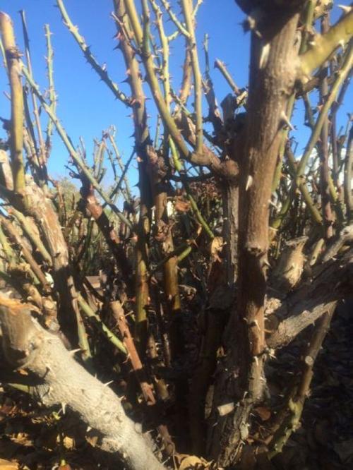 Garden Sage: Tucson gardening in spring means its time to fertilize