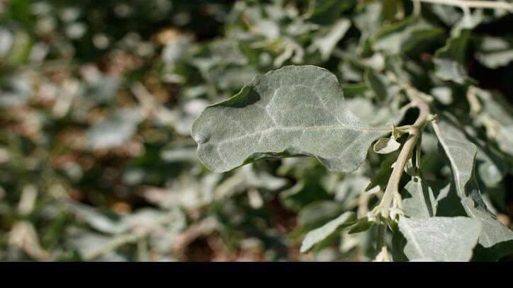 Plant of the month: Quailbush | Property & Back garden