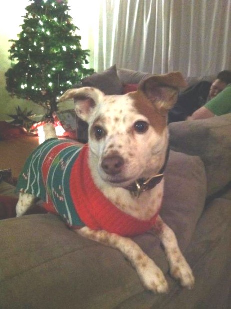 Dress your pet contest