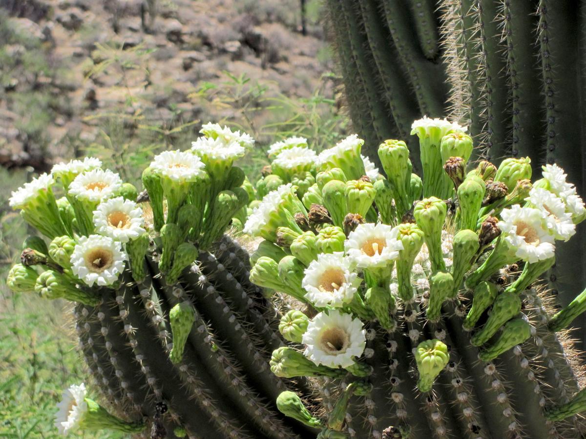 To grow or to flower, that is the cactus conundrum — In Defense of Plants