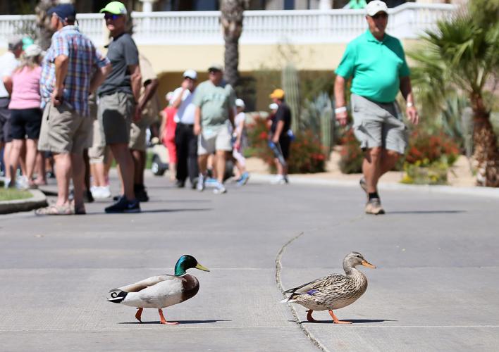 2017 Tucson Conquistadores Classic Golf
