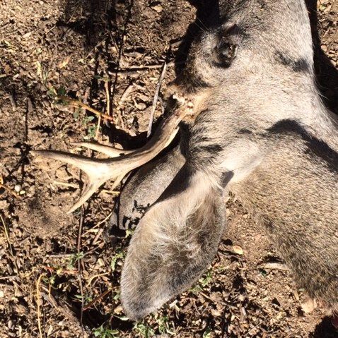 Reward in illegal deer killing increased to $1,000 | Crime | tucson.com