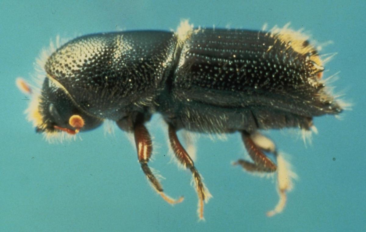 Agave weevil damage, cholla sooty mold and a pine engraver beetle menace Tucson yards Home