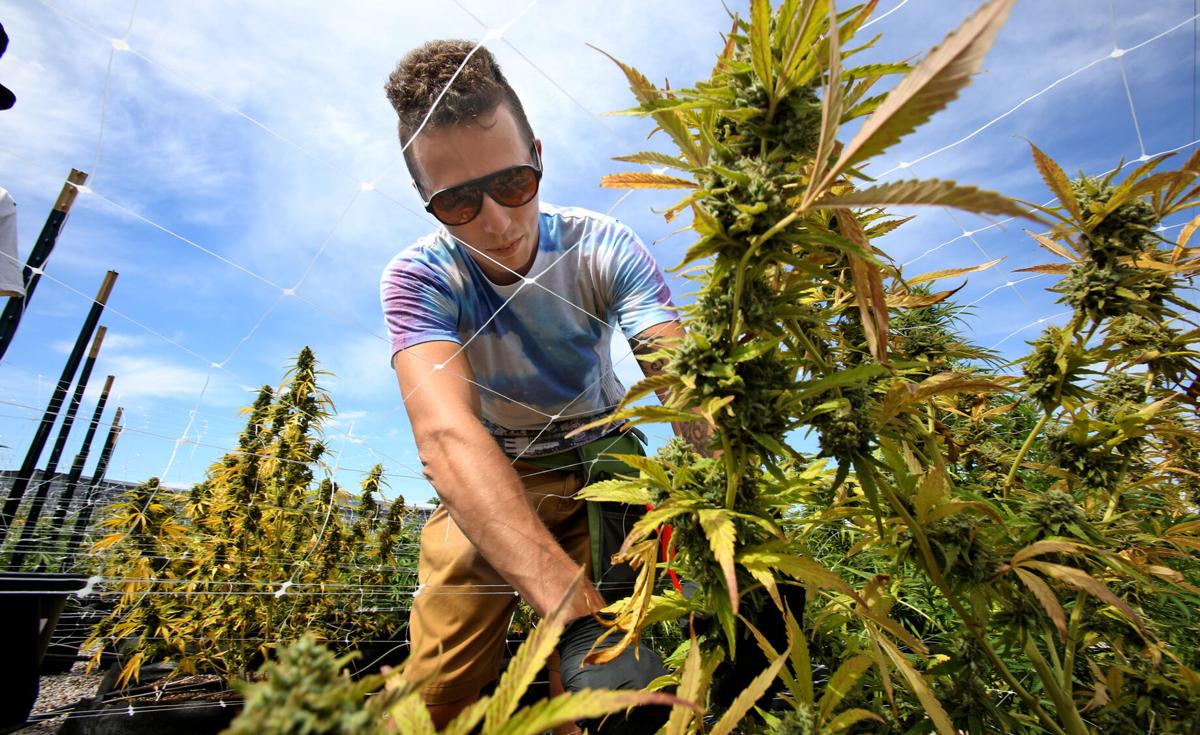 Marijuana industry