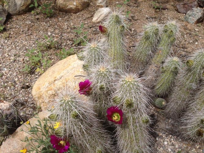 Hedgehog cactus blooming