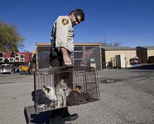 Cat hoarding case