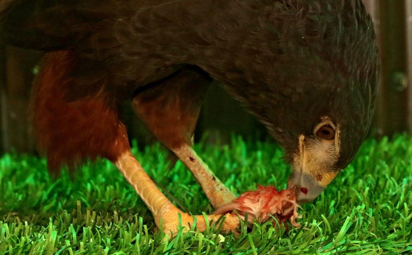 Wildlife sanctuary rebuilds