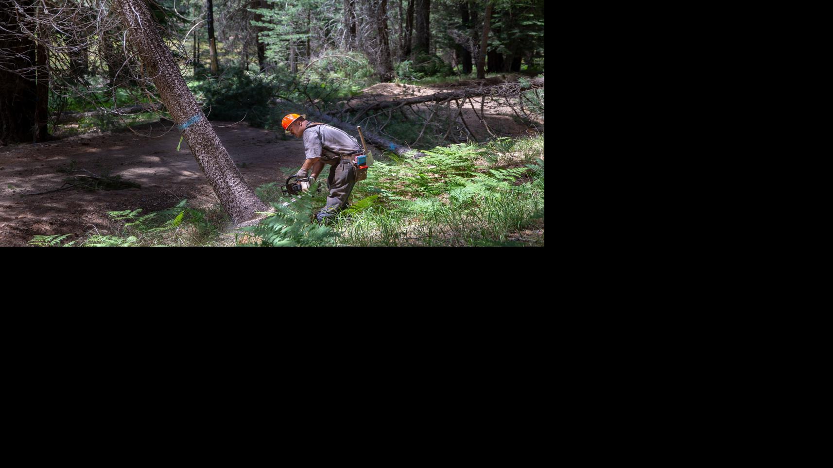 Forest Service under Trump to ramp up timber-cutting