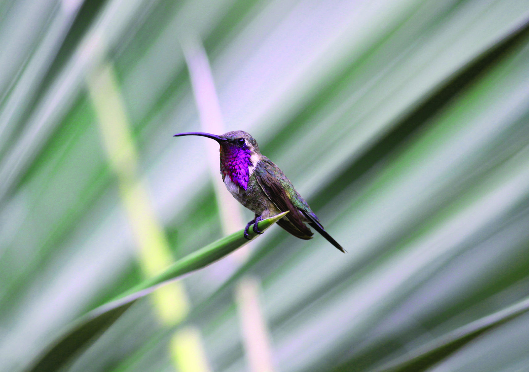 14 plants to bring hummingbirds to your yard