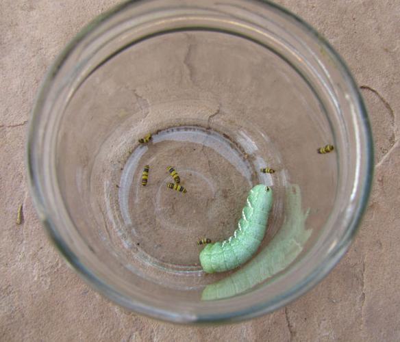 Grape vine pests