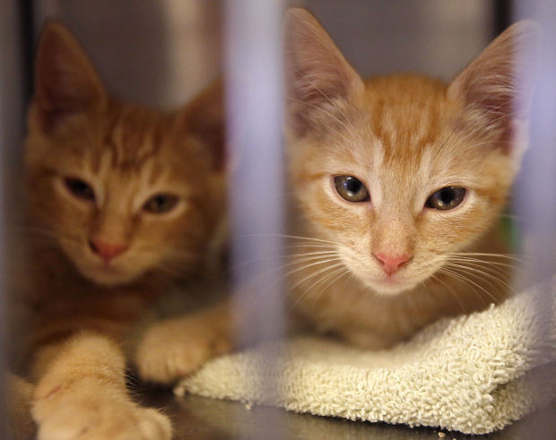 Pima Animal Care Center