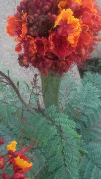 Fasciation, an abnormal growth