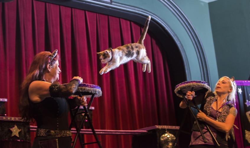 Cat trick