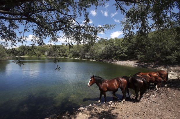 Adding a Wrinkle: Understanding the Wildcat & Wild Horses