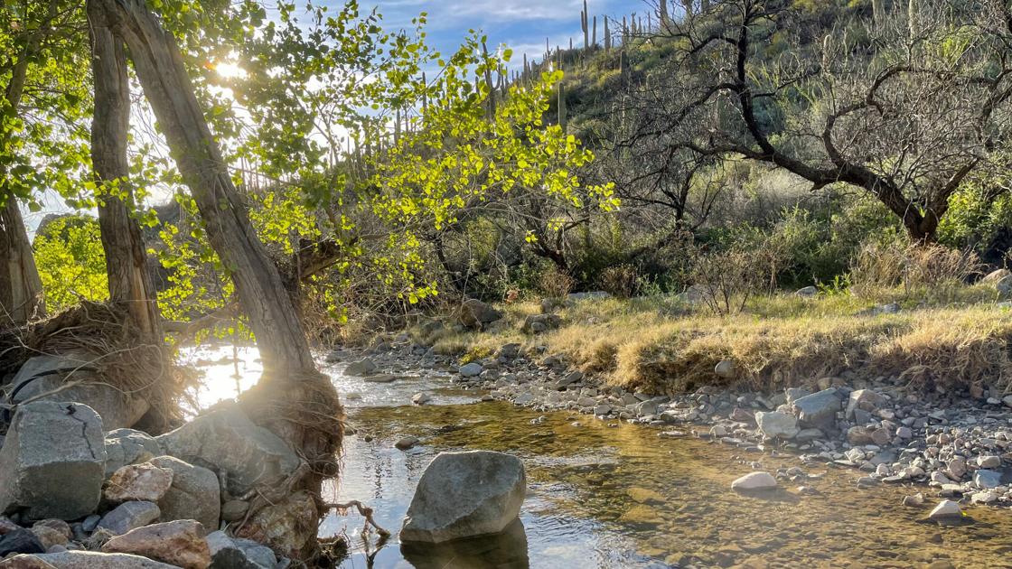 Planned copper mine near Mammoth draws lawsuit over rare owls
