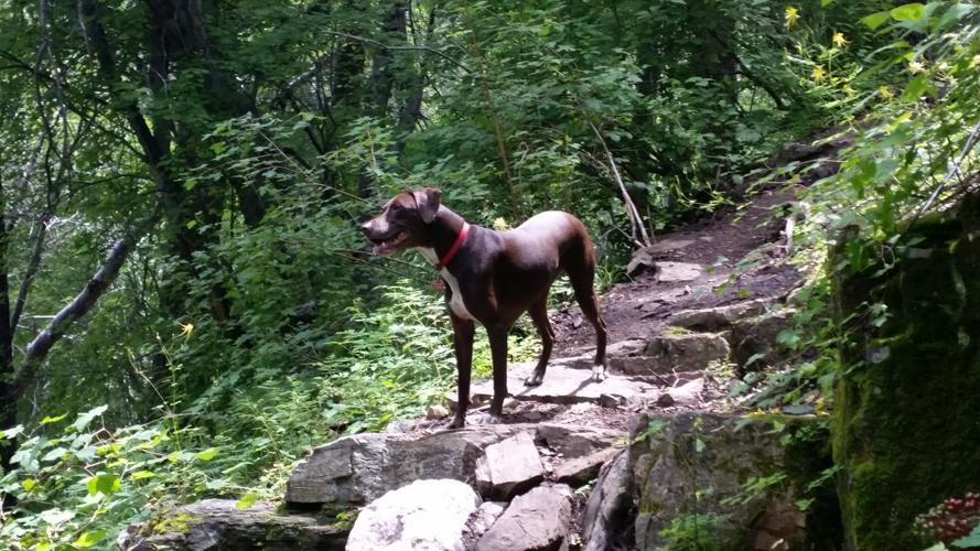 Happy National Dog Day!