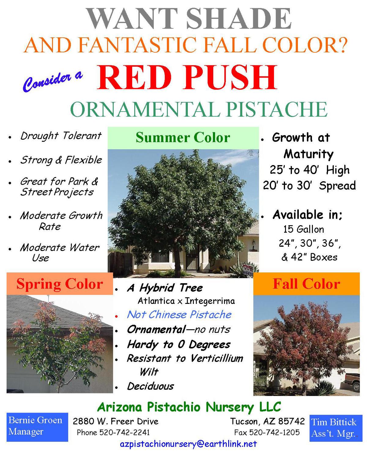 Arizona Pistachio Nursery Red Push Pistache