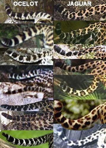 Scientists: Camera captured jaguar SE of Tucson