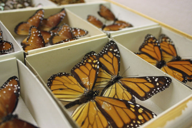 Arizona Insect Festival