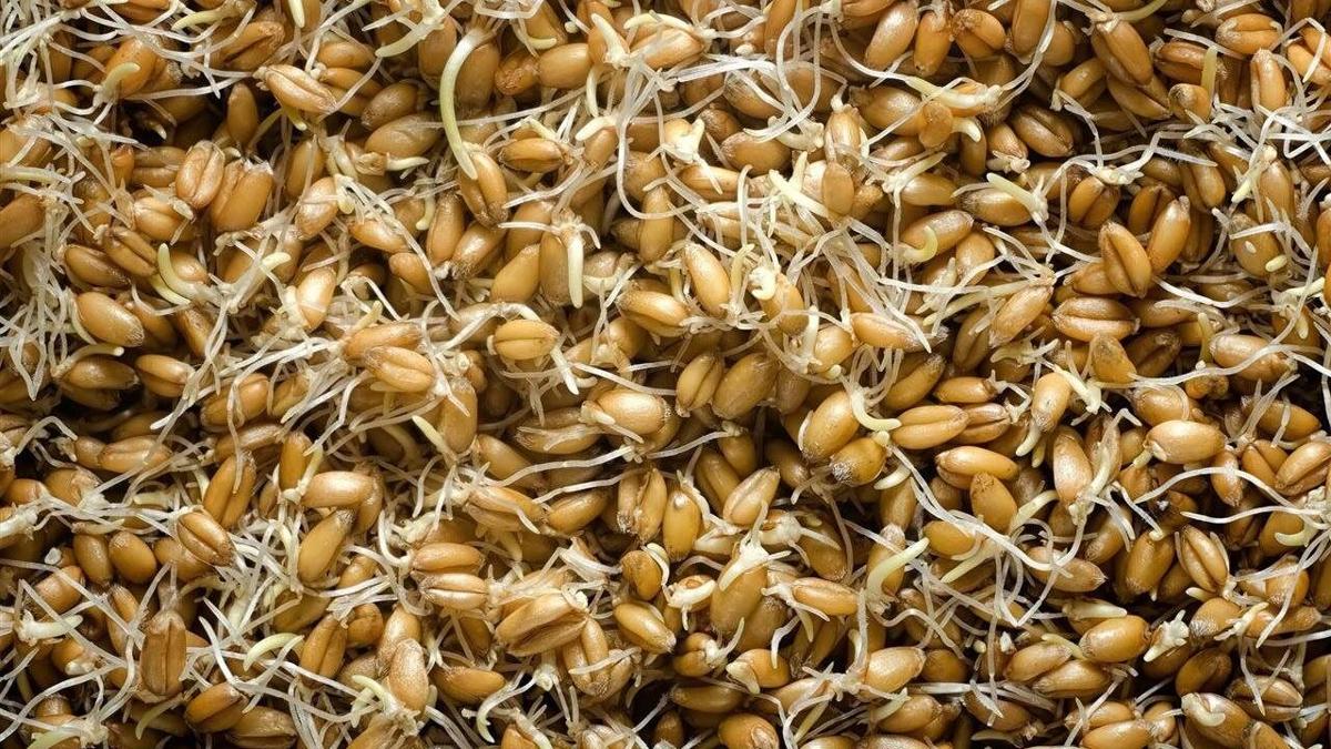 Diabetes and heart health: How to add sprouted grains to your diet