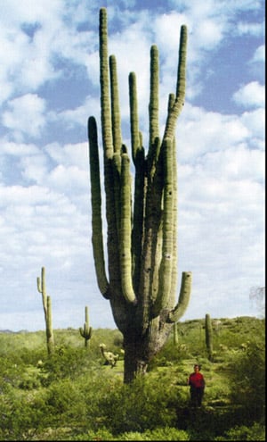 These big guys were contemporaries of "Old Granddaddy"   