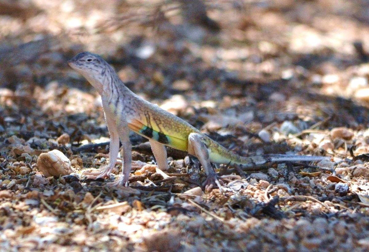Surprisingly Beautiful Southern Arizona Lizards Pets Tucsoncom