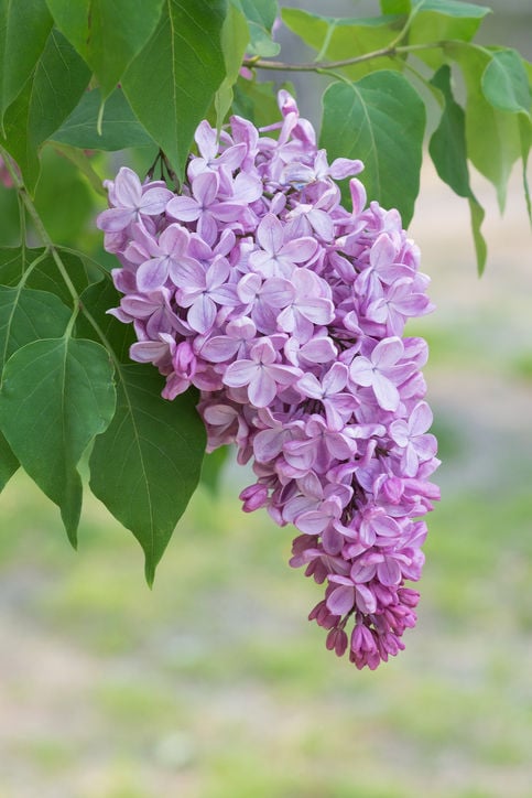 purple tree japan